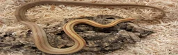 Corn Snake reptiles for sale: Beautiful, Captive-Bred Corn Snakes – DJL Exotics - Advert 8
