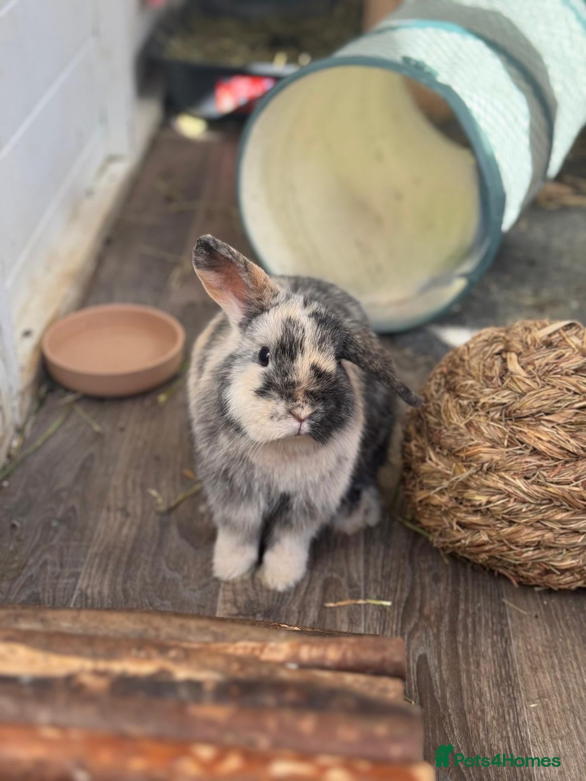 Mini Lop rabbits Mini lop - Advert 2