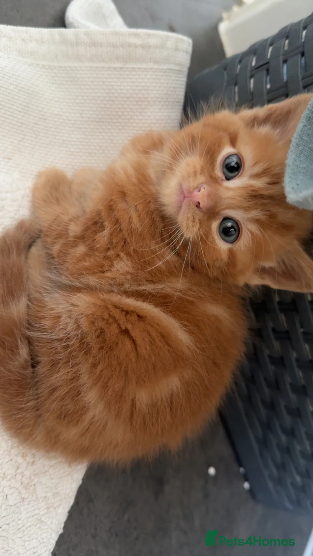 Mixed Breed cats for sale: Three kittens for sale - Advert 2