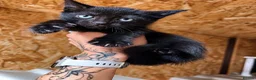 Mixed Breed cats for sale: 😍Mix Kittens 😍 - Advert 3