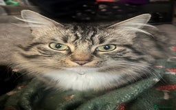 Mixed Breed cats for sale: Tabby long haired female mixed breed cat - Image 1