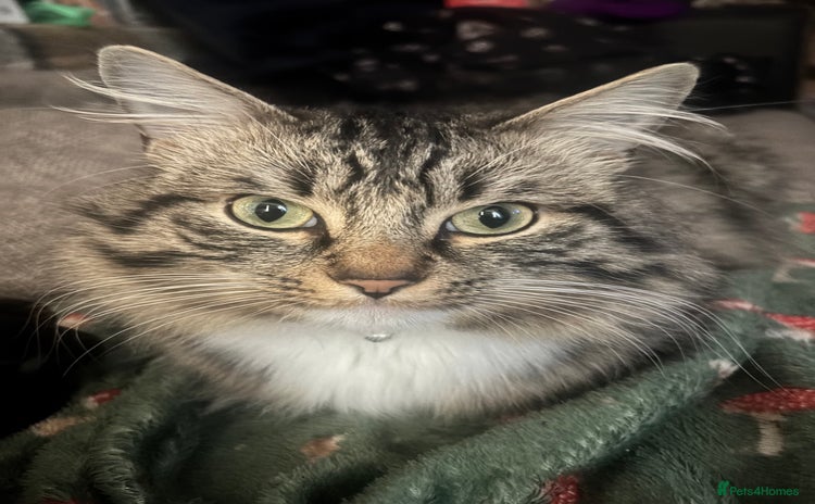 Mixed Breed cats - Advert 4