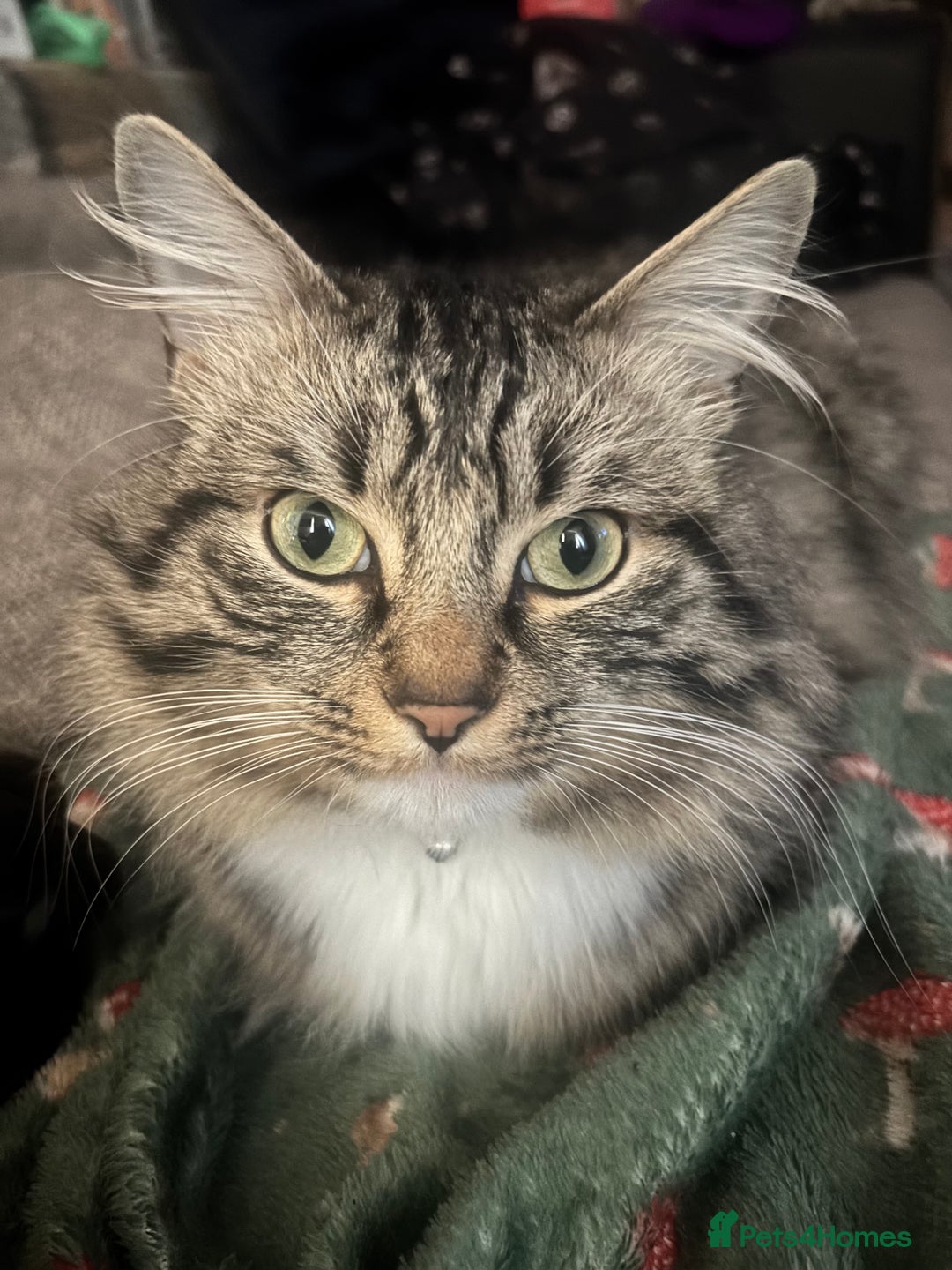 Mixed Breed cats for sale: Tabby long haired female mixed breed cat - Image 1