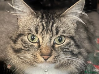 Mixed Breed cats - Advert 20