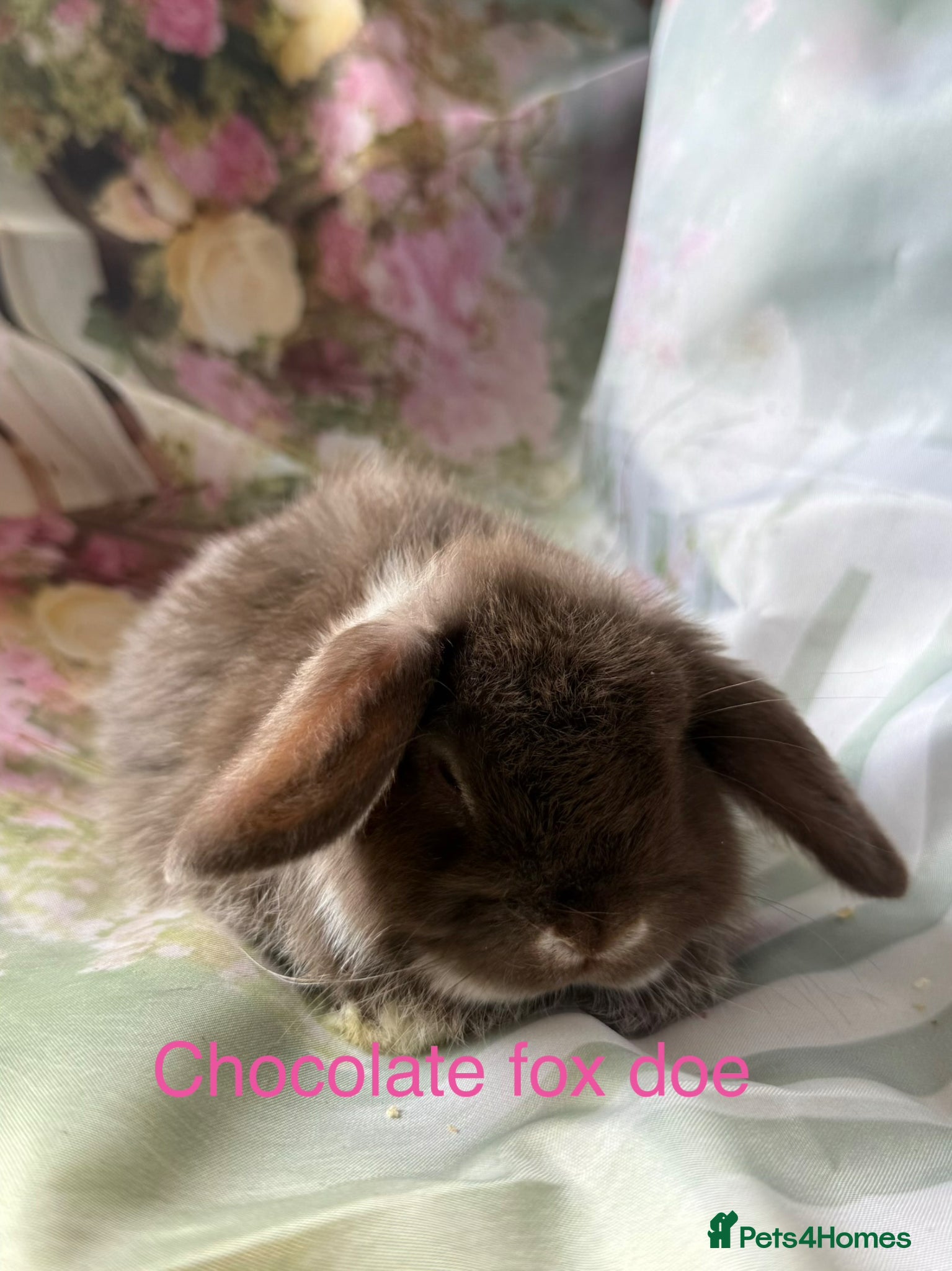 Mini Lop rabbits Pure bred mini lops  - Advert 2
