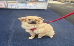 Mixed Breed dogs for stud: Pomeranian cross for stud - Image 6