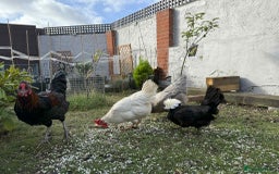 Chickens poultry for sale: 3 hens chickens and 1 cock  Roomster with house - Image 4