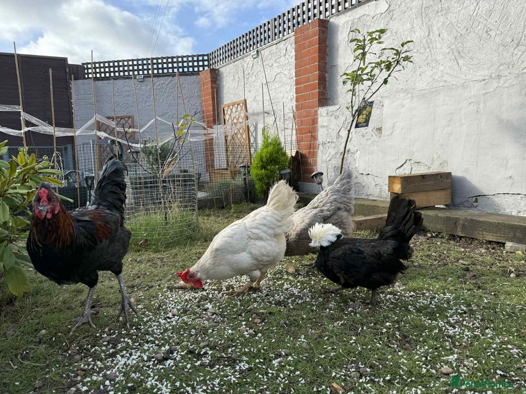 Chickens poultry for sale: 3 hens chickens and 1 cock  Roomster with house - Image 4