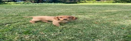 Cocker Spaniel dogs for sale: Cocker spaniel puppies - Advert 4