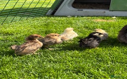Chickens poultry for sale: Serama chicks for sale  - Image 3