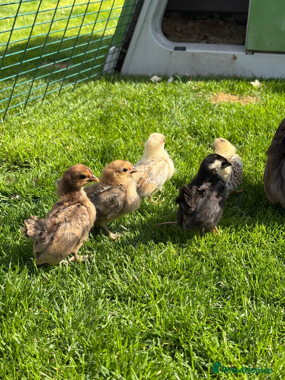 Chickens poultry for sale: Serama chicks for sale  - Image 3