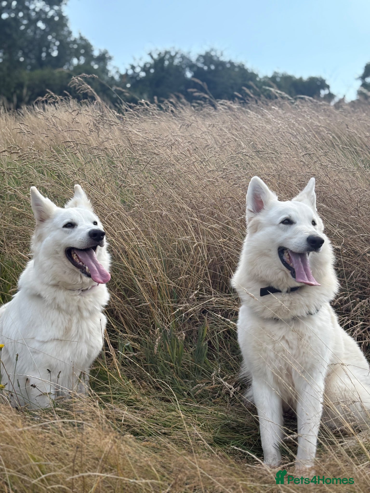 White Swiss Shepherd dogs Gorgeous European line puppies - Advert 11
