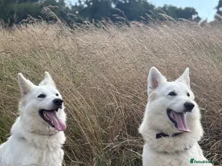 White Swiss Shepherd dogs Gorgeous European line puppies - Advert 1