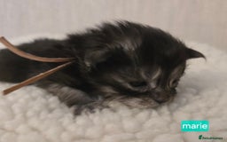 Maine Coon cats for sale: Maine Coon Kittens Smokes Large Russian Lines - Image 16