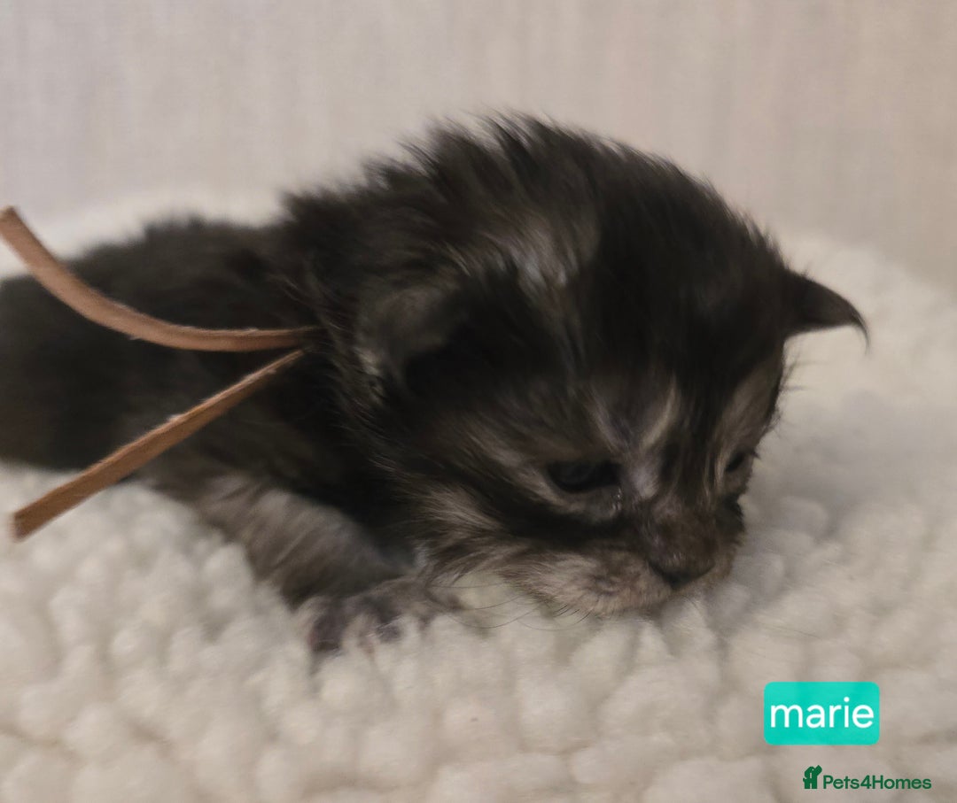 Maine Coon cats for sale: Maine Coon Kittens Smokes Large Russian Lines - Image 16