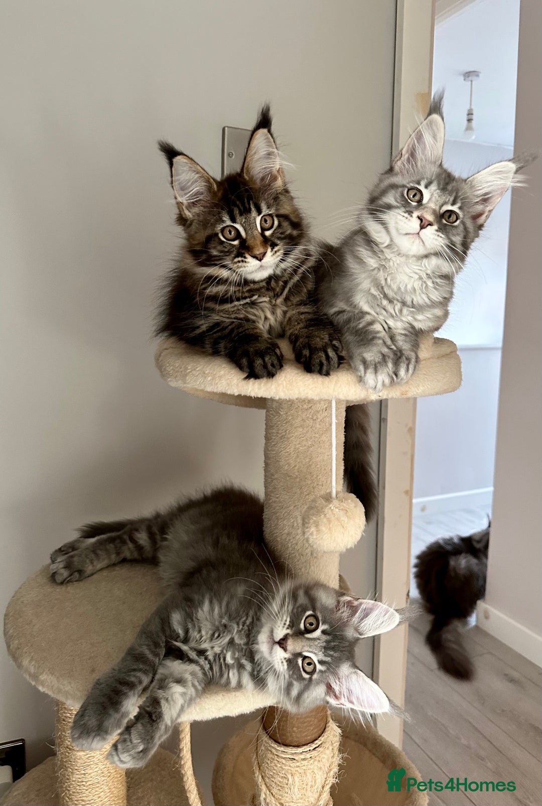 Maine Coon cats for sale: Gorgeous Pure Breed Maine Coon Kittens - Image 17