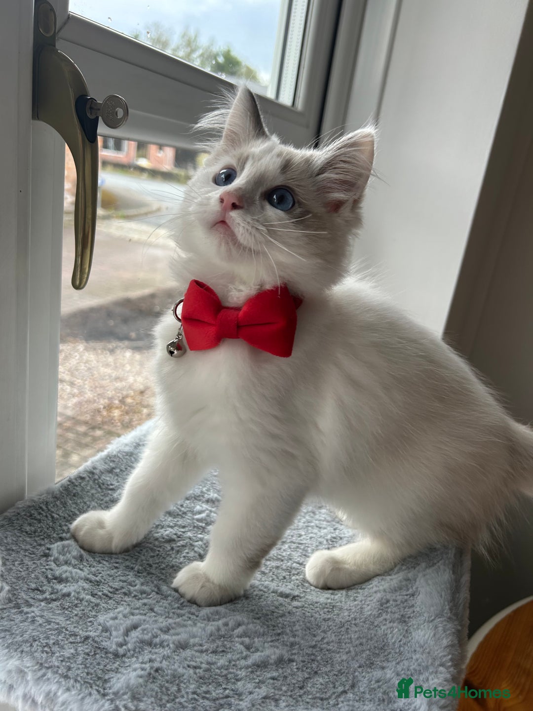 Ragdoll cats for sale: Remmi the ragdoll - Advert 5