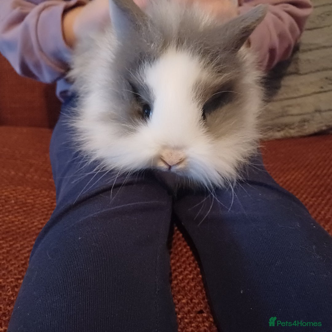Lionhead rabbits for sale: Baby lion lop bunnies for sale  - Advert 2