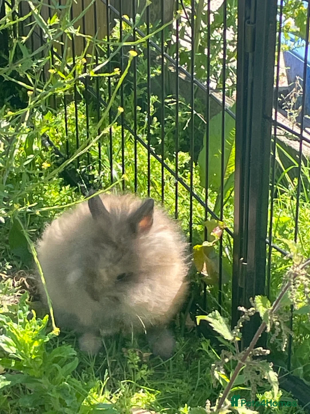 Lionhead rabbits for sale: Purebred lionheads  in Blackpool - Advert 9