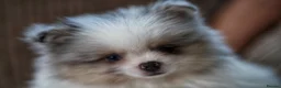 Pomeranian dogs for sale: Two adorable merle boys  - Advert 9