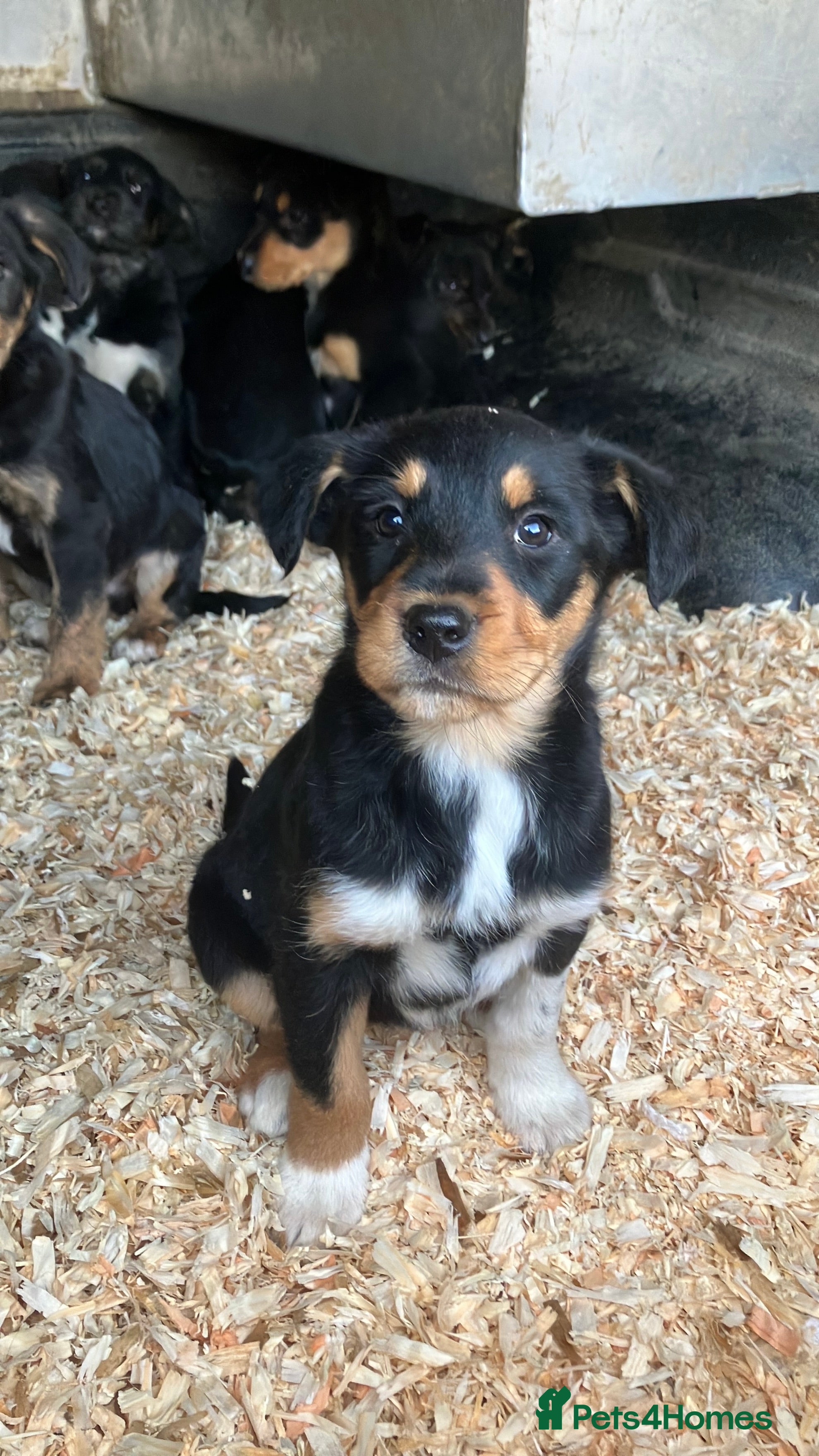 Mixed Breed dogs Collie x Huntaway Puppies - Advert 4
