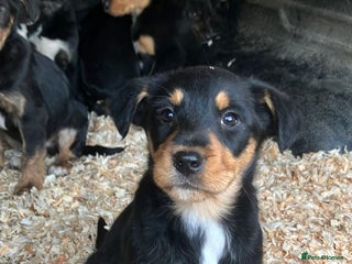 Mixed Breed dogs Collie x Huntaway Puppies - Advert 5