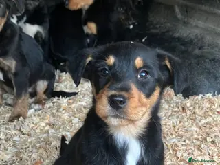 Mixed Breed dogs Collie x Huntaway Puppies - Advert 16
