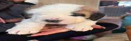 Saint Bernard dogs for sale: Exceptional St Bernard Puppies - Advert 24