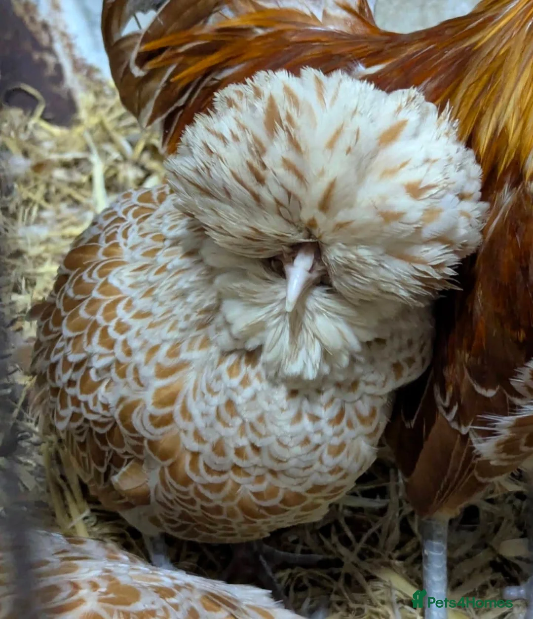 Chickens poultry for sale: Purebred Polish Poland Bantam Hatching Egg - Advert 6