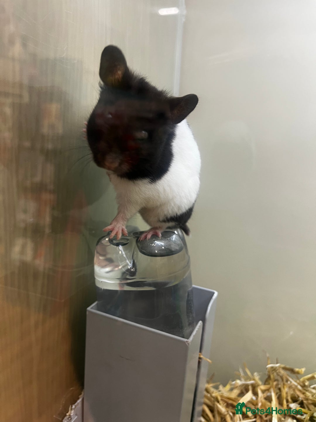 Hamster rodents for sale: Cute hamster needs forever home 🏠  - Advert 2