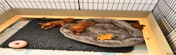 Cavapoochon dogs for sale: 3 Cavapoochon boys in Carmarthen - Advert 12