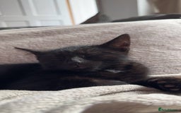 Domestic Shorthair cats for sale: Ready for her forever home  - Image 2
