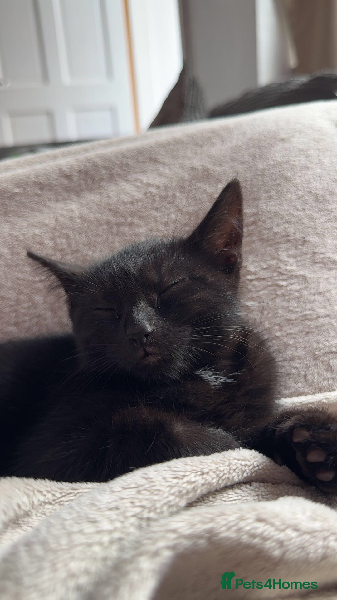Domestic Shorthair cats for sale: Ready for her forever home  - Image 2
