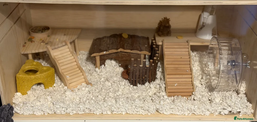 Hamster rodents for sale: Russian Dwarf Hamster  - Advert 3