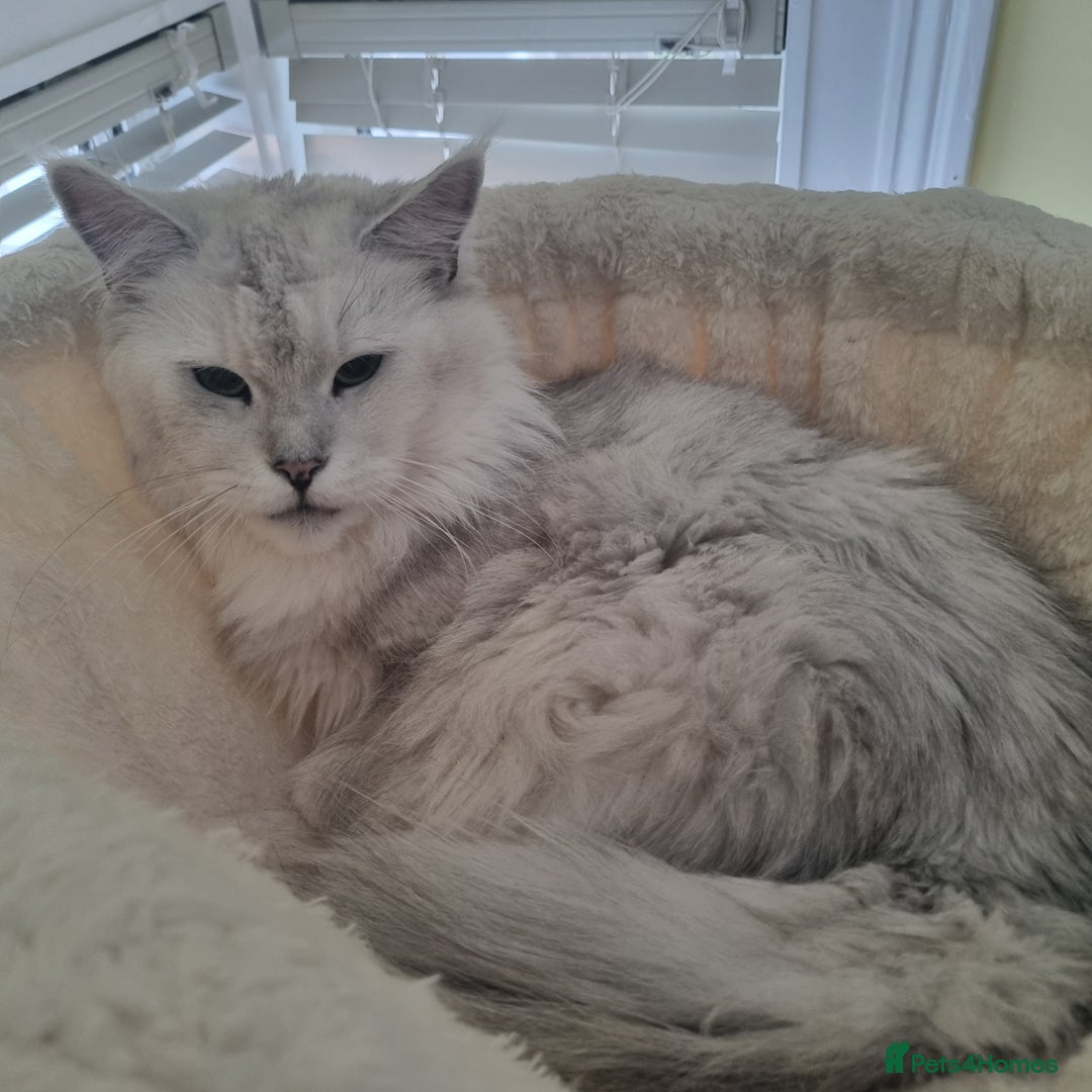 Maine Coon cats for sale: Very sweet big silver shaded girl NEUTERED  - Image 8