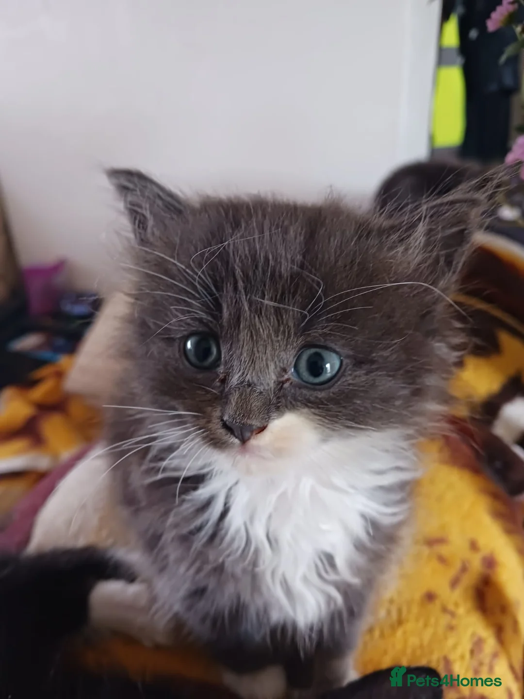 Ragdoll cats for sale: CUTE RARE BLUE COLOUR RAGDOLL KITTENS  - Advert 21