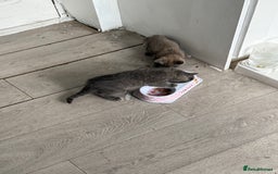 British Shorthair cats for sale: British blue short hair  - Image 4
