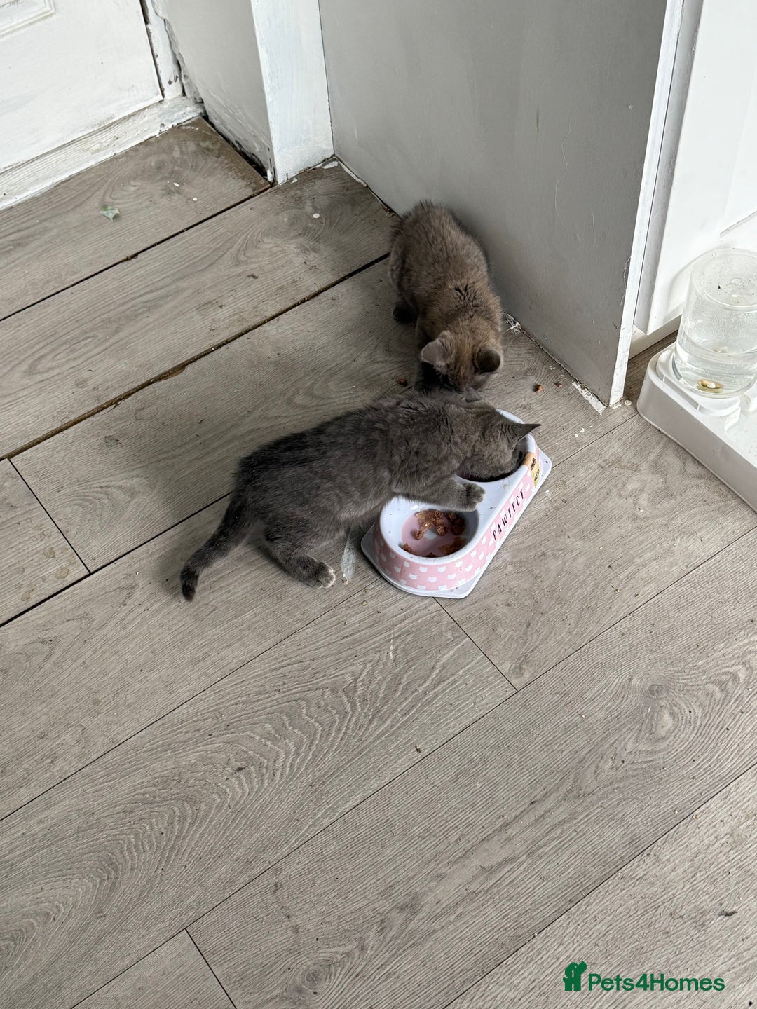 British Shorthair cats for sale: British blue short hair  - Image 4