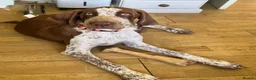 Bracco Italiano dogs for sale: Male Bracco Italiano  - Advert 4