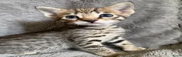 Savannah cats for sale: Beautiful SBT female - Advert 13