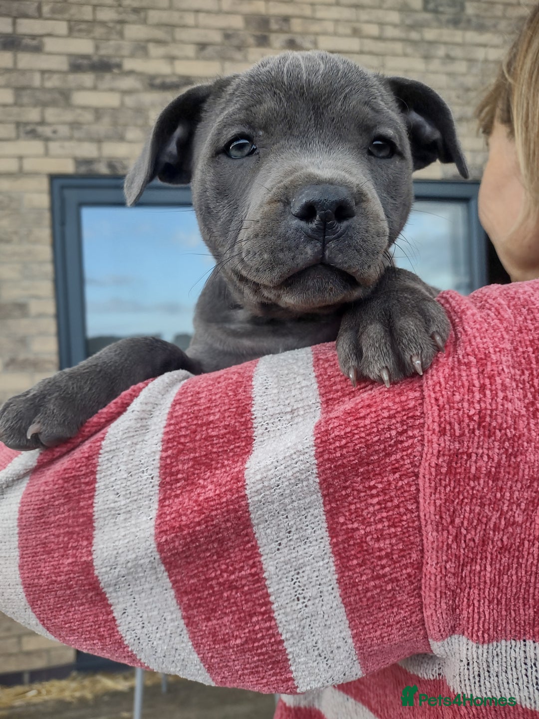 Staffordshire Bull Terrier dogs for sale: Chunky Staffy pups 💕 2 girls left, Ready to leave - Image 4