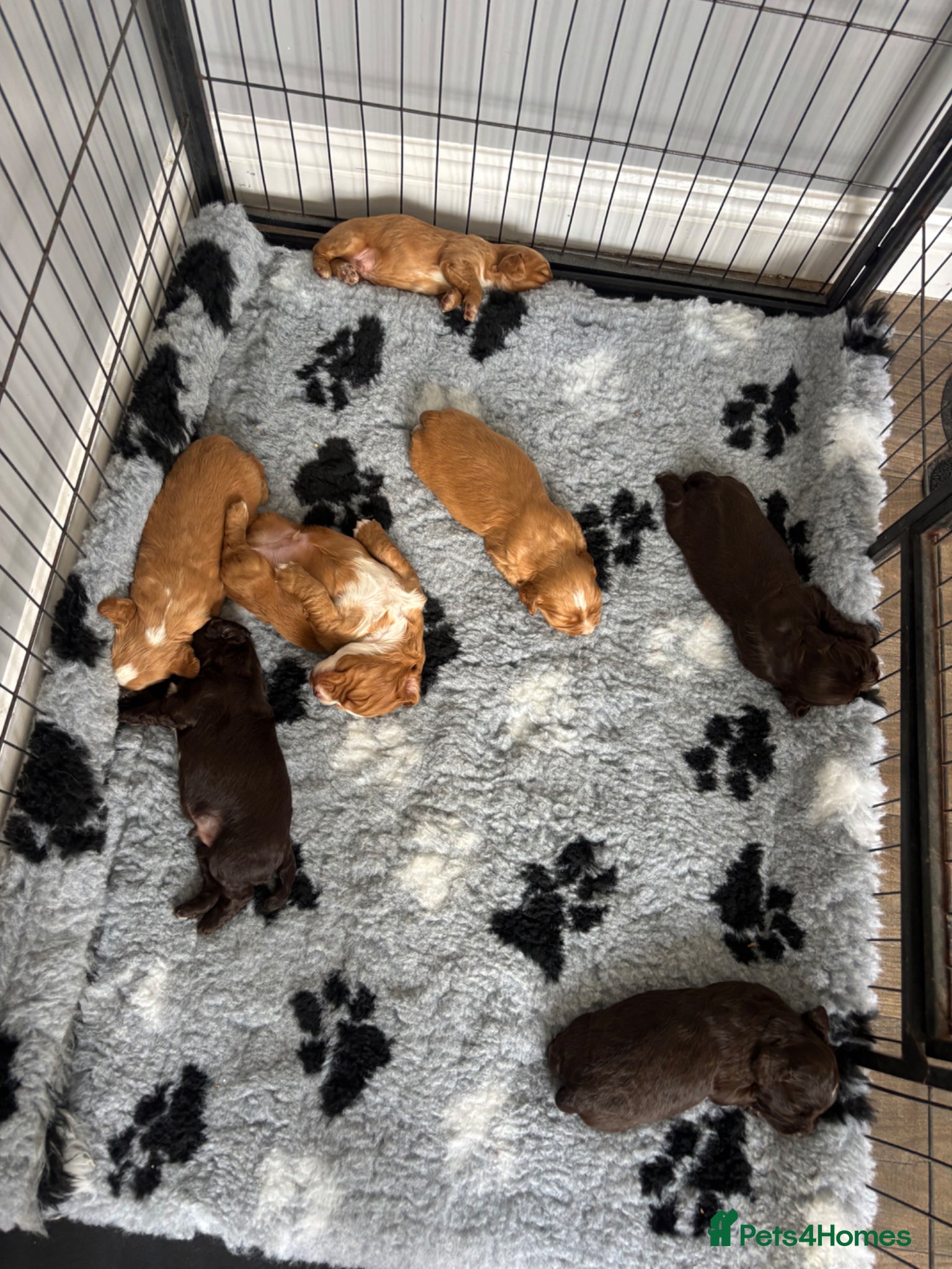 Cocker Spaniel dogs Beautiful cocker spaniel puppy’s - Advert 2