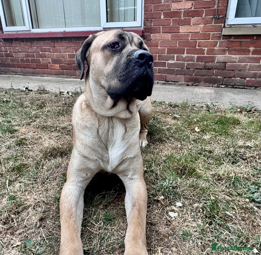 Cane Corso dogs for sale: 🐾 Male Cane Corso  - Image 3