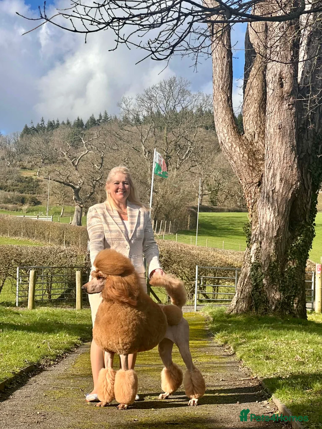 Standard Poodle dogs for stud: Red Standard Poodle Stud - Advert 1