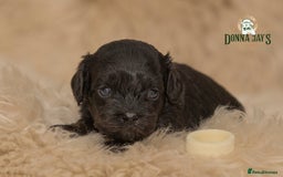 Cavapoo dogs for sale: DonnaJay’sCelebrityK9s EXCELLENT Trustpilot,Google - Advert 7