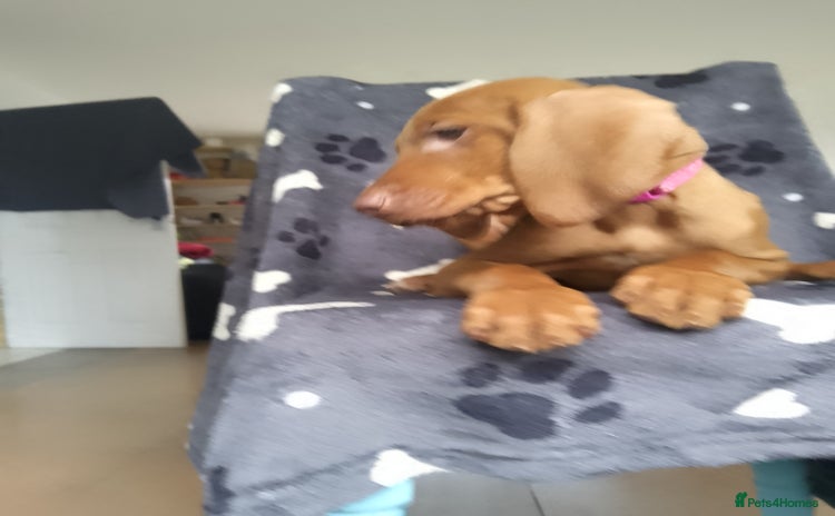 Hungarian Vizsla dogs Highly intelligent VIZSLA GIRL, bundle of energy  - Advert 1