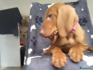 Hungarian Vizsla dogs Highly intelligent VIZSLA GIRL, bundle of energy - Advert 11