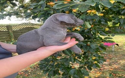 Great Dane dogs for sale: Beautiful Great Dane pups - Image 18