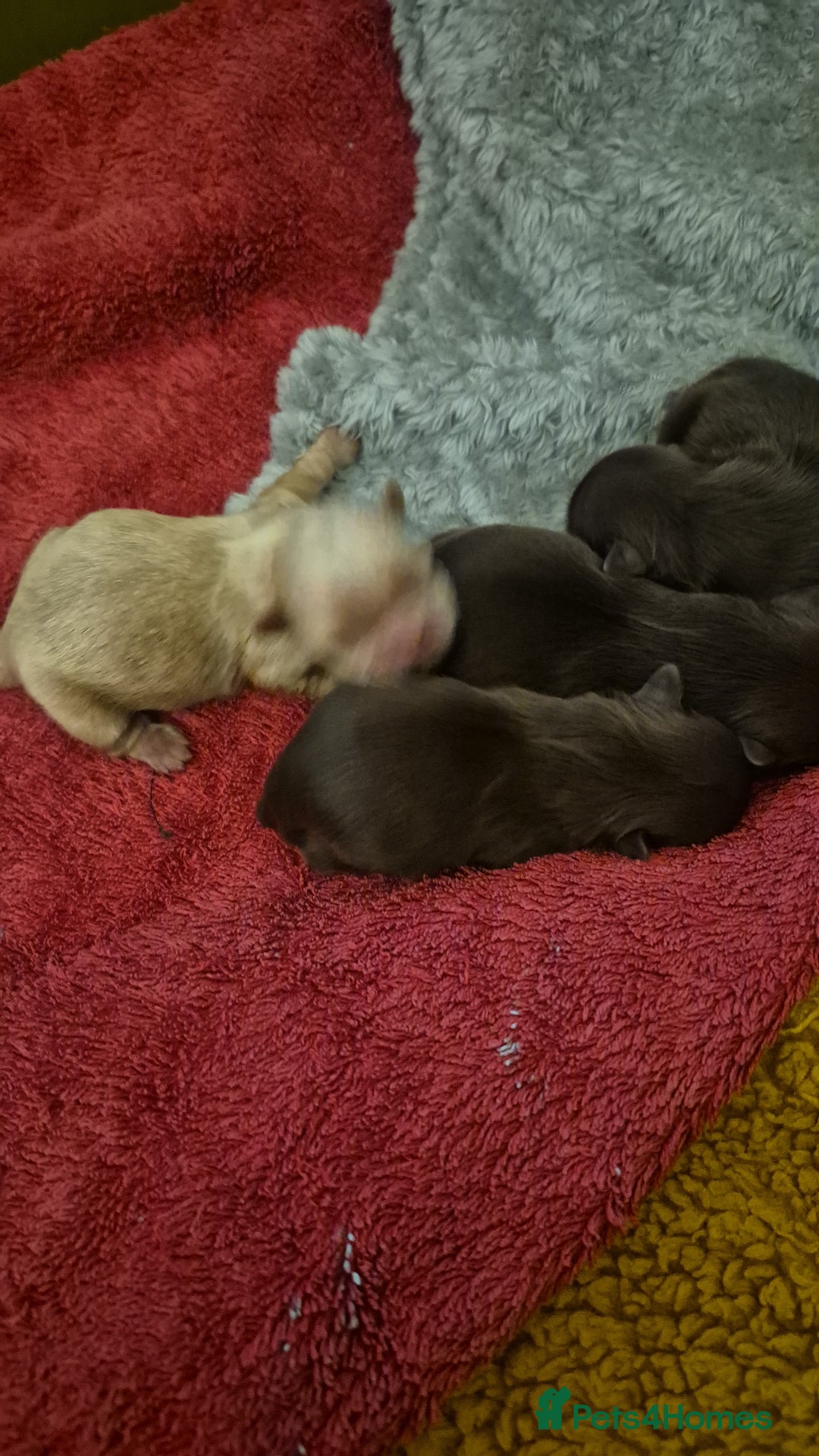 Shih Tzu dogs for sale: Shi tzu - Advert 1