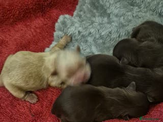 Shih Tzu dogs Shi tzu - Advert 7